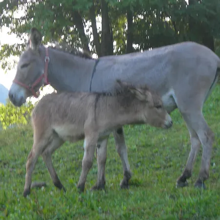 Farm stay Agriturismo Lo Ratele Allein
